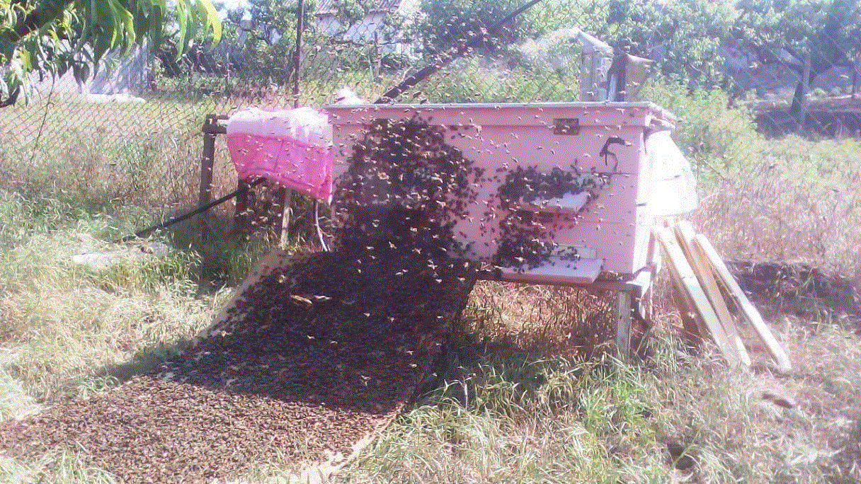 Основа Пчеловодства